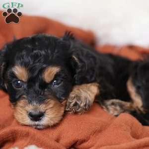 Rainbow, Cavapoo Puppy